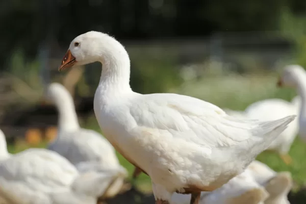 Poultry