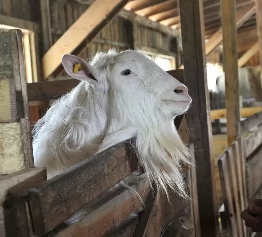 Goats